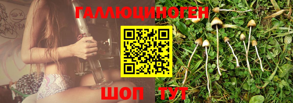 Псилоцибиновые грибы Psilocybe Красноармейск